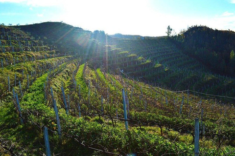 Passeio de degustação de vinhos, passeio opcional pelo pátio de vinhos e passeios de caiaque