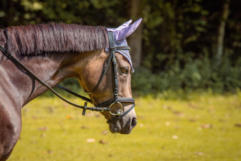 Christchurch: Relaxing Lagoon Horse Riding Experience
