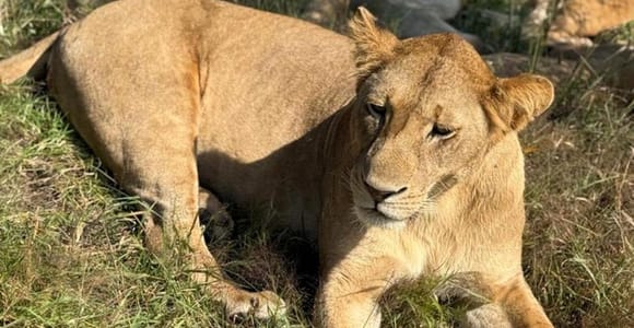 Zanzibar: Selous Day Safari (Nyerere National Park)by Flight