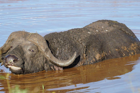 Uganda: 5-dagars Lake Mburo NP, Bwindi &amp; Lake Bunyonyi