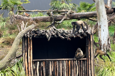 Vanuit Adelaide: Knuffel een Koala en historische Hahndorf Tour