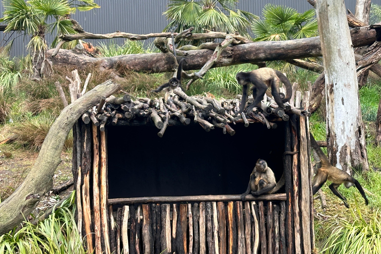 Vanuit Adelaide: Knuffel een Koala en historische Hahndorf Tour