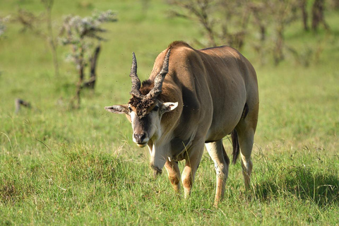 2 Days Safari to Lake Nakuru, Naivasha & Hell's gate