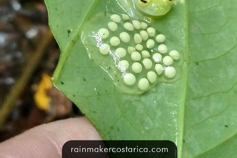 Puntarenas: Rainmaker Park Guided Tour with Lunch