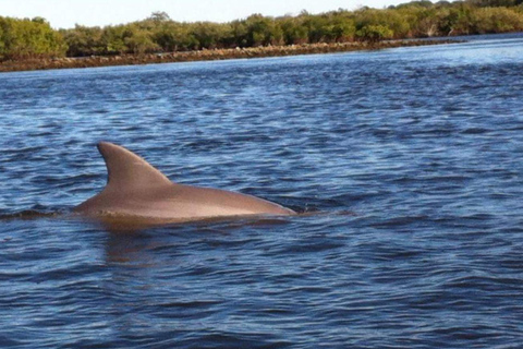 Daytona/New Smyrna Beach: Unforgettable Kayak Wildlife tours