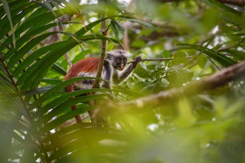 Zanzibar: Jozani Forest, Butterfly Center & Mtende Beach No HmHotel pickup and drop-off all included