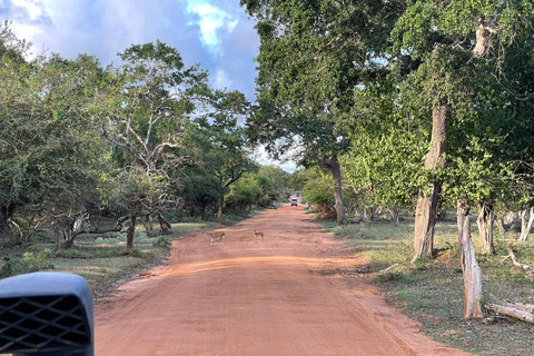 Yala: Expert Naturalist Safari, All-Inclusive & Dining Colombo, Katunayake, Negambo Area