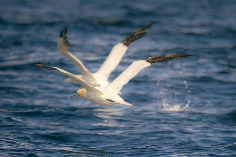 Skellig Michael: Great Skellig Panoramic Boat Tour