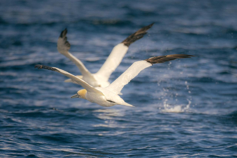 Skellig Michael: Great Skellig Panoramic Boat Tour