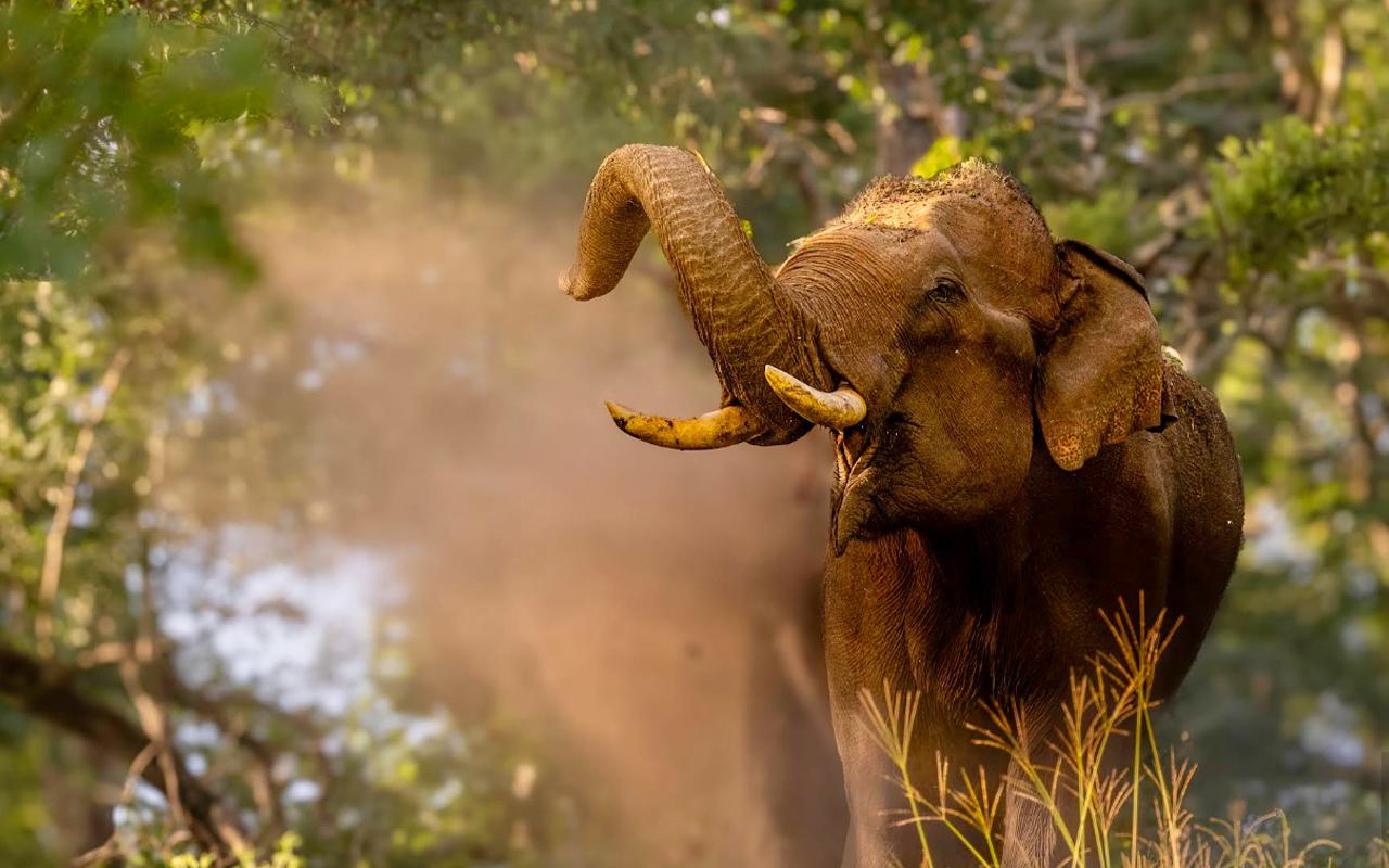 Private Tagestour von Mysore zum Bandipur-Nationalpark