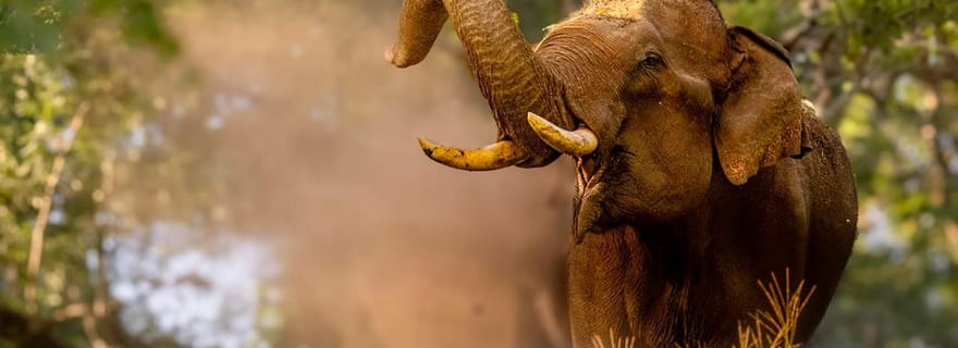 Excursion privée d'une journée à la découverte de la faune sauvage : de Mysore au parc national de Bandipur