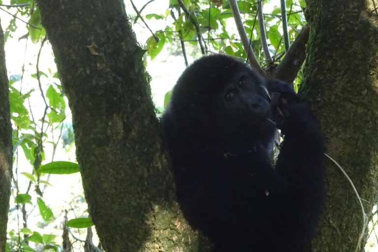 Bwindi gorilla trekking with Queen Elizabeth National Park
