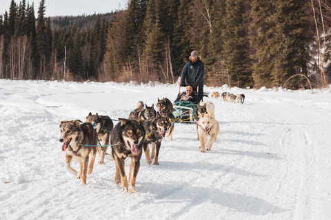 Fairbanks: Private Mush on the Historic Yukon Quest Trail