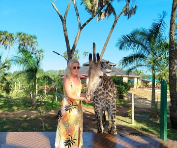 giraffe feeding