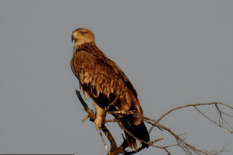 贾瓦伊：猎豹巡游与野生动物探秘之旅贾瓦伊：豹猎游与野生动物体验