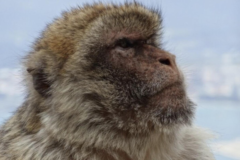 Excursión en tierra en Gibraltar: el tour original por el Peñón y las cuevas
