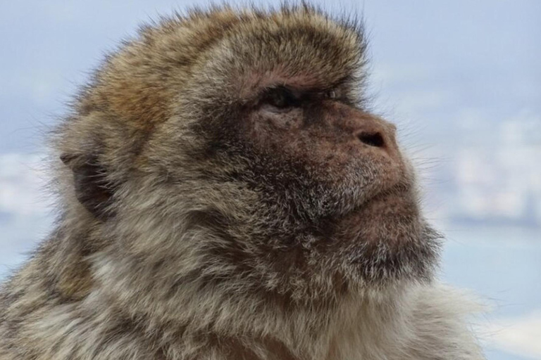 Excursión en tierra en Gibraltar: el tour original por el Peñón y las cuevas