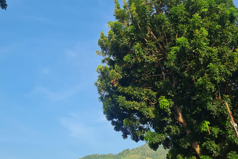 Penang: Cameron Highlands Private Tour with Tea Plantation