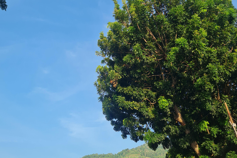 Penang: Cameron Highlands Private Tour with Tea Plantation