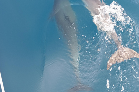 Syracuse: Snorkeling Excursions by Sailboat to Plemmirio Syracuse: Snorkeling Excursions by Sailboat at Plemmirio
