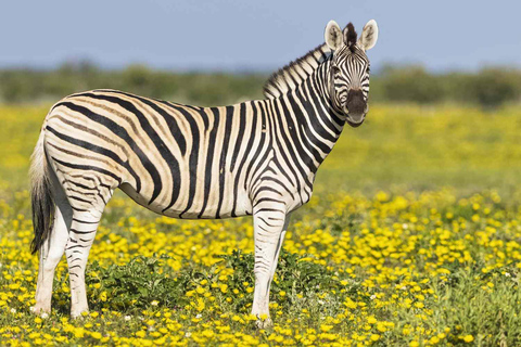 Recorrido de cazaSafari no privado