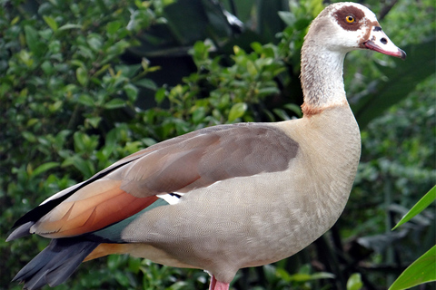 Durban: Tour di birdwatching