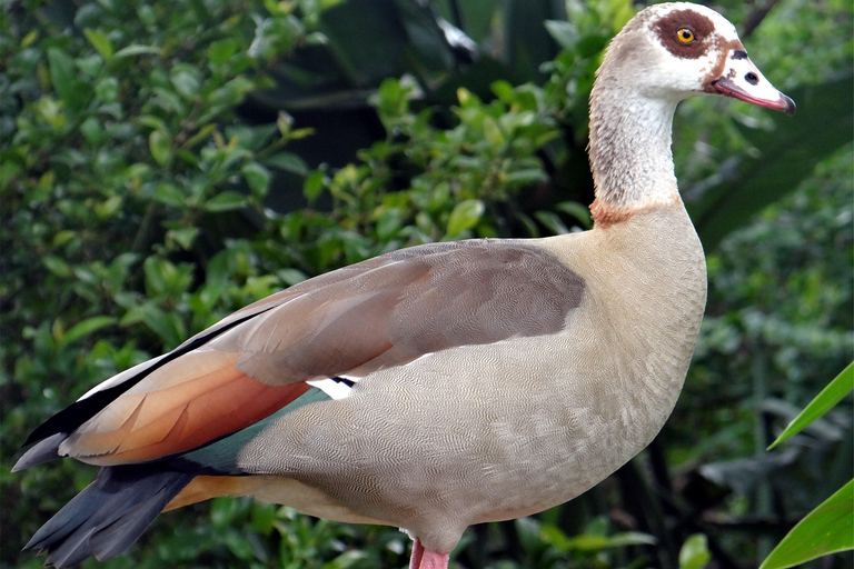 Durban : Observation des oiseaux