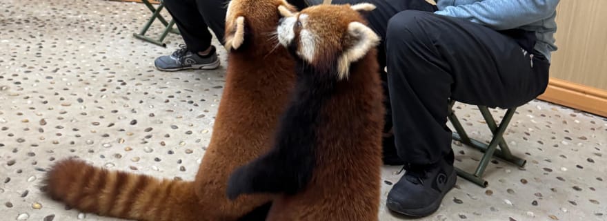 Visite privée d'une demi-journée à la base des pandas de Chengdu