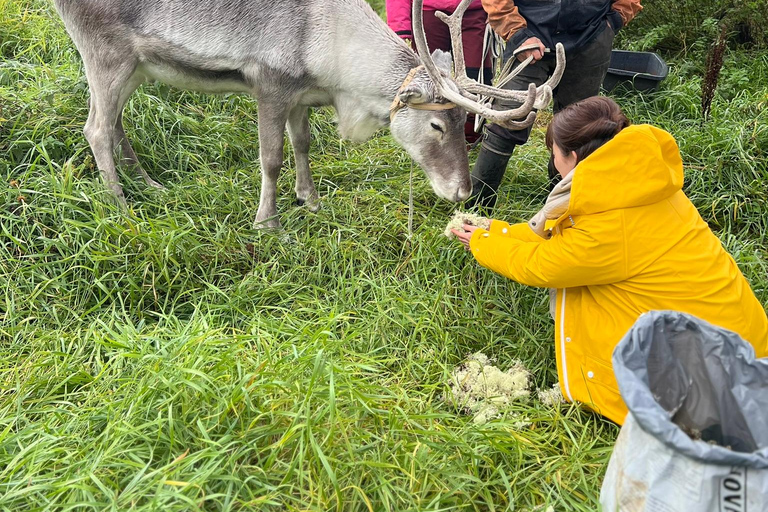 Levi: Herfstwandeling en bezoek aan rendierboerderijHerfstwandeling en bezoek aan rendierboerderij