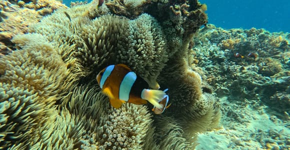 Lombok: Gili Islands Glass Bottom Boat Tour with Snorkeling
