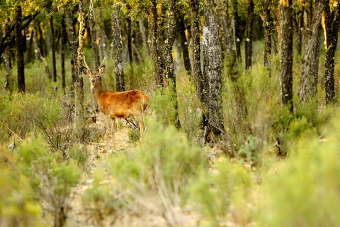 Cabañeros 4x4 Guided Safari + Mirror House Stay