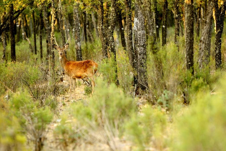 Cabañeros 4x4 Guided Safari + Mirror House Stay