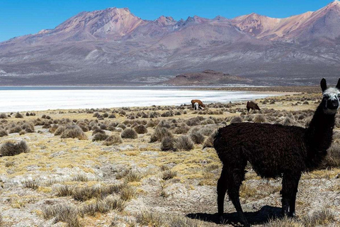 Arequipa | Lagune de Salinas et thermes de Lojen