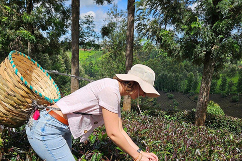 Nairobi:Gatura Greens Farm - Organic Farming & Culinary Tour