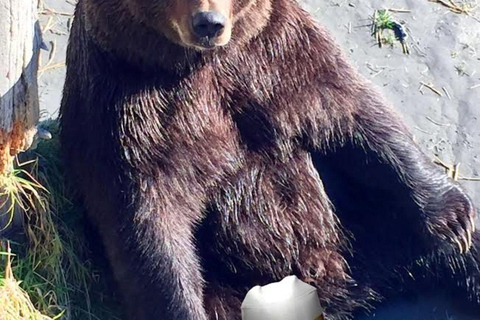 Anchorage: Bears, Beers, and Glacier Tour