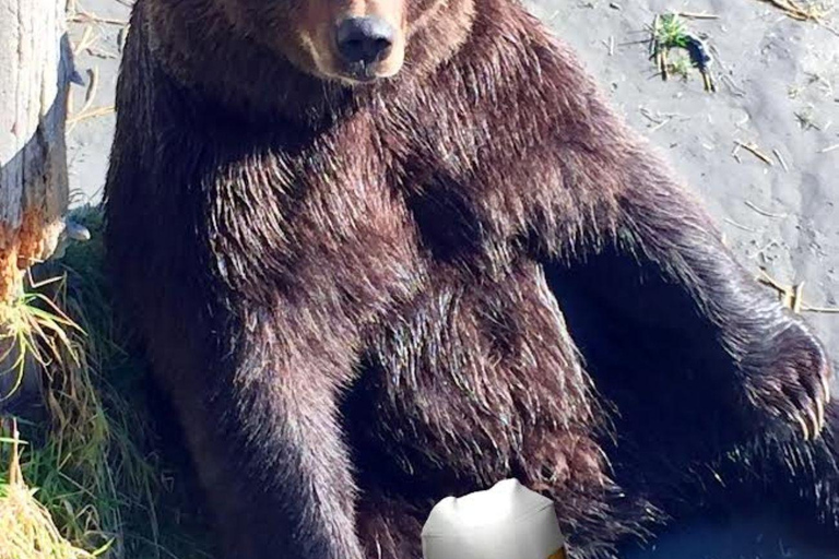 Anchorage: Bears, Beers, and Glacier Tour