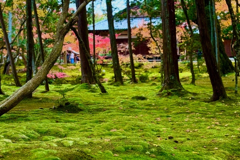 Visita a Quioto: Excursão de meio dia totalmente personalizável na antiga capitalKyoto: Passeio de meio dia totalmente personalizado na antiga capital