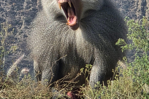 Addis Ababa: 6-Day Bale Mountains Guided Tour with Meals