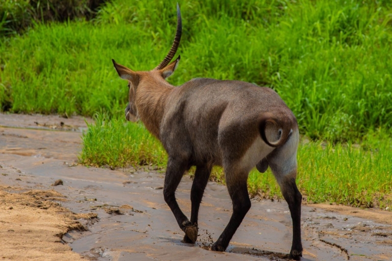 15-dniowa wycieczka safari po UgandzieWycieczka budżetowa