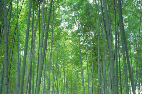 Kyoto Full Day Customizable Private Tour with English Guide