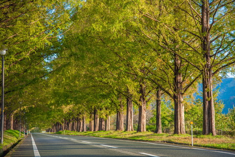 Busan: Damyang Juknokwon Bamboo Forest & Metasequoia Road Damyang Autumn Group Tour, Meet at Busan Subway Station