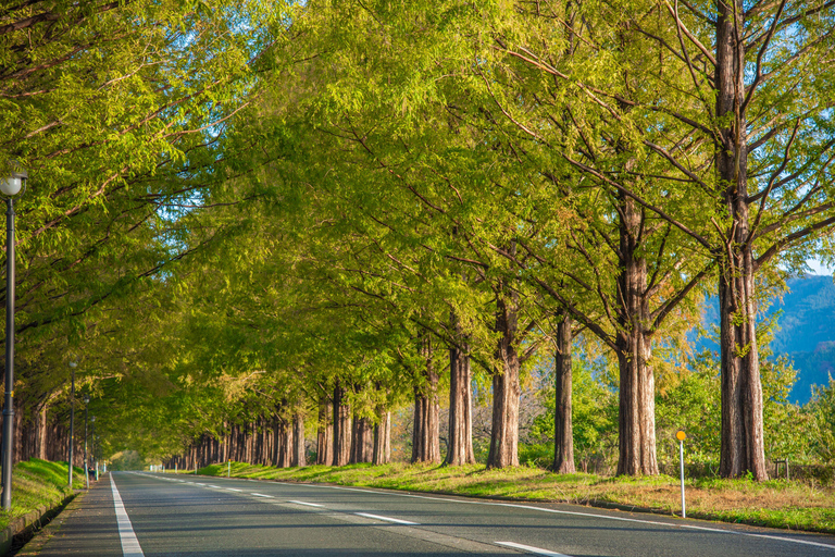 Busan: Damyang Juknokwon Bamboo Forest & Metasequoia Road Damyang Autumn Group Tour, Meet at Busan Subway Station