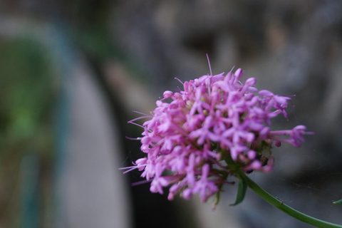 From Funchal: Levada Nova Hiking Tour with stopover at beach Nova friday