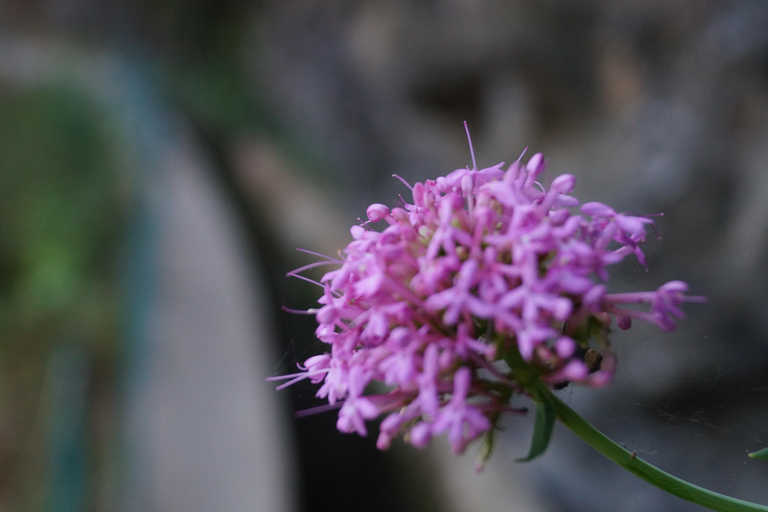 From Funchal: Levada Nova Hiking Tour with stopover at beach Nova friday