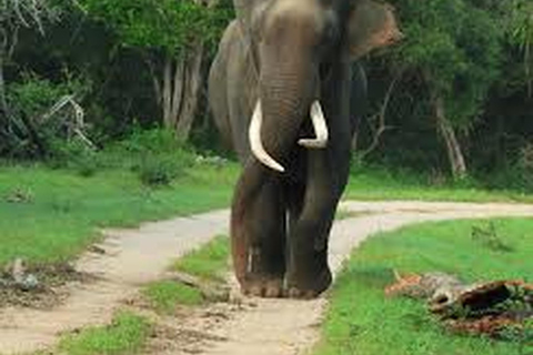 Au départ d'Udawalawe :- Safari d'une journée dans le parc national