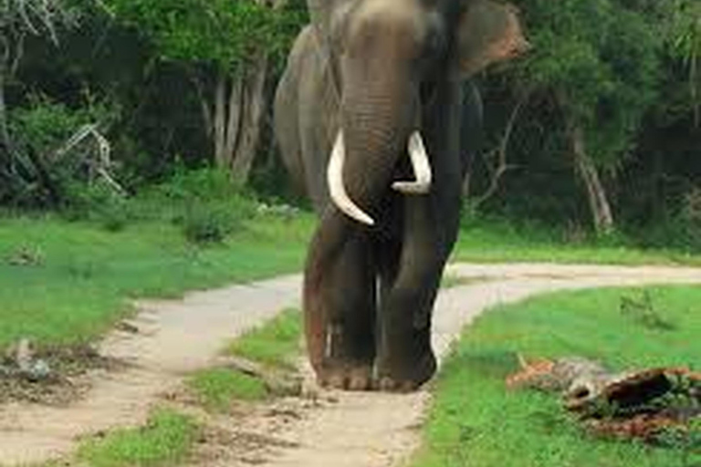 Au départ d'Udawalawe :- Safari d'une journée dans le parc national