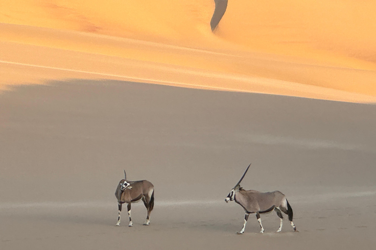 Walvisbay: Sandwich Harbour 4x4 Tour-Unparalleled Experience