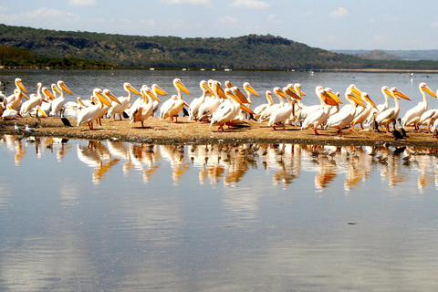 A Day to Nakuru national Park and Boat Ride at Lake Naivasha A Day to Nakuru national Park and Boat Ride at Lake Naivasha