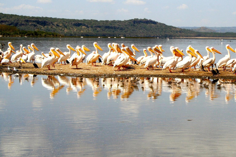 A Day to Nakuru national Park and Boat Ride at Lake Naivasha A Day to Nakuru national Park and Boat Ride at Lake Naivasha