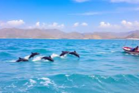 Salalah: Swimming with Dolphins with Lunch &amp; Pick up
